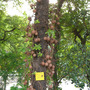 Cannon-ball Tree (Couroupita guianensis)
