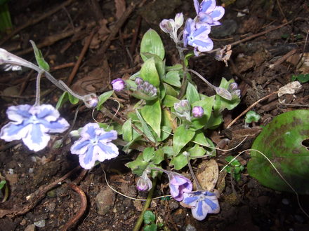 Omphalodes 'Starry Eyes' (Omphalodes cappadocica (Navelwort))