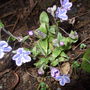 Omphalodes cappadocica (Navelwort)