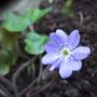 Hepaticatranssilvanica__blue_jewel_