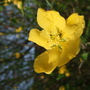 Kerria flower (Kerria japonica (Japanese rose))