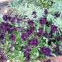 Violas_2