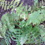 Fern