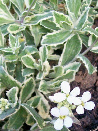 Rock Cress  (Arabis alpina 'varigata' (Alpine Rock-cress))