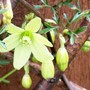 Clematis Pixie (Clematis 'pixie')