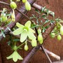 Clematis Pixie (Clematis 'pixie')