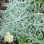 Curry_plant