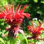 A garden flower photo