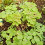 aquilegia_2008_summer.jpg