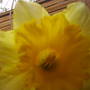 summer_2008_daff.jpg