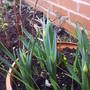 daff_inpot_summer_2008.jpg