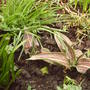 red_robin_tulips_2008_summer.jpg
