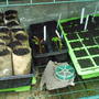 seeds3.jpg