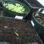 seeds_2008.jpg