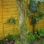 jasmine_growing_up_flowering_plum_2008_summer.jpg