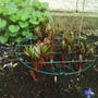 nettle_in_back_and_peony_red_summer2008.jpg