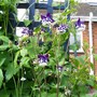 A garden flower photo (Aquilegia vulgaris)