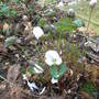 Jeffersonia_diphylla