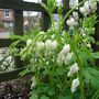 Dicentra spectabilis