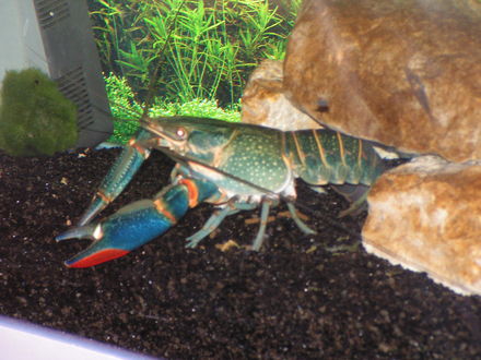 RED CLAW CRAYFISH