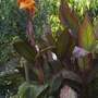 Garden_pics_010