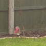 Magnolia "susan"