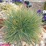 Festuca-glauca-elijah-blue