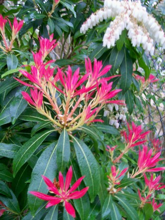 Starting to catch light! (Pieris japonica (Lily of the valley bush))