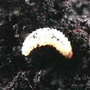 Weevil larvae