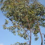 Eucalyptus Tree