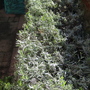 Lavender_bush_1