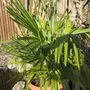 Palm