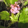 Pink flower by the pond