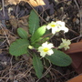Primrose