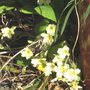 Primrose