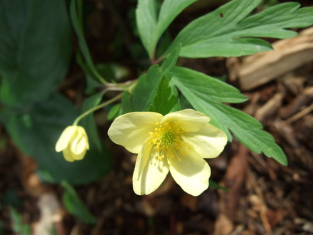 Anemone at Holbrook