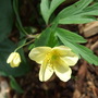Anemones_at_holbrook_1