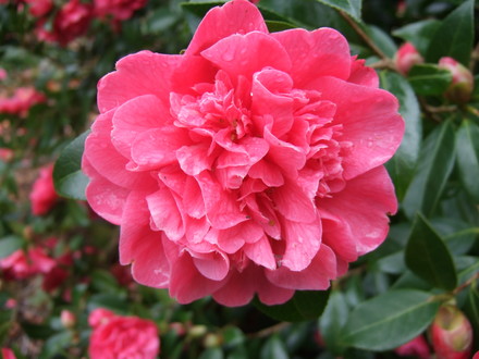 Camellia at Holbrook Garden