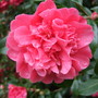 Camellia_at_holbrook_1