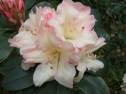 Rhododendron at Holbrook Garden