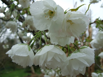 Blossom at Holbrook