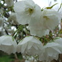 Blossom_at_holbrook_1