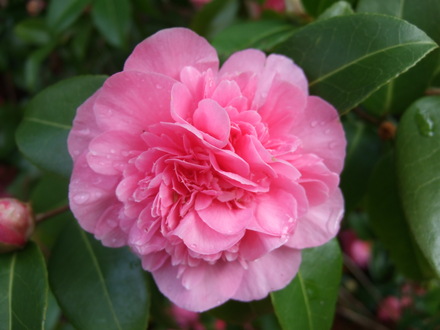 Camellia bloom at Holbrook