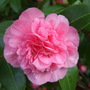 Camellia_bloom_at_holbrook