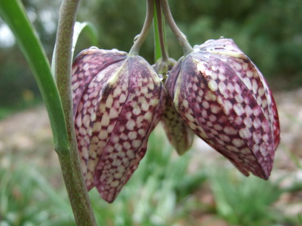Fritillaries at Holbrook