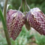 Fritillaries_at_holbrook_3