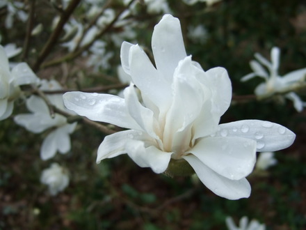 Magnolia stellata bloom at Holbrook.