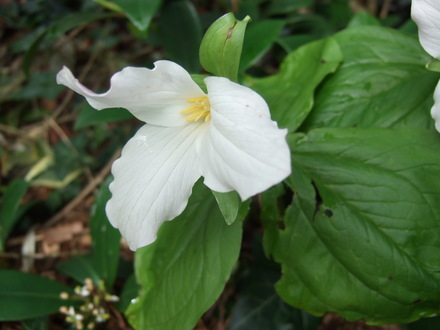 Trillium at Holbrook