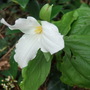 Trillium_at_holbrook_1