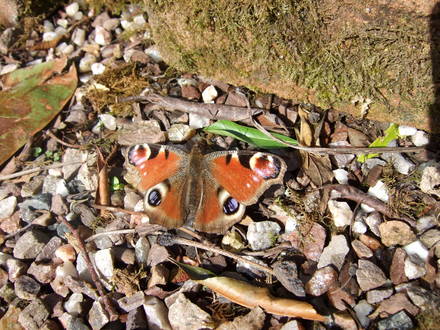 Peacock butterfly at Holbrook